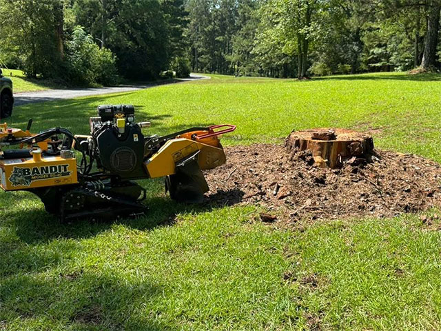 Macon stump removal