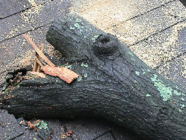 Tree removal