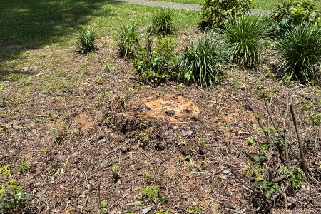 Stump Removal in Macon, GA
