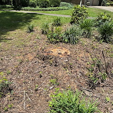Stump Removal Macon, GA 3
