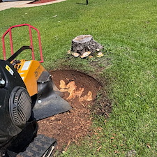 Stump Removal Warner Robins, GA 1