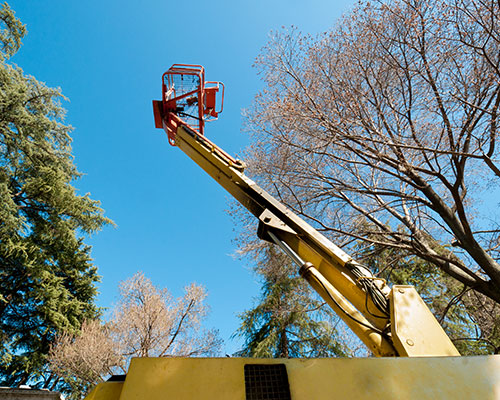 Tree Removal